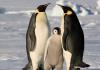 अंटार्कटिका के बारे में भौगोलिक कहानी