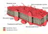 Structure and functions of the cell membrane