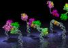 Proteín: štruktúra a funkcie