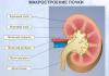 Technologische Karte der Lektion über den Aufbau und die Funktionen der Nieren