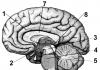1 मानव तंत्रिका तंत्र की संरचना और कार्य